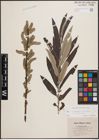 Foto von Salix cinerea L. x Salix viminalis L.